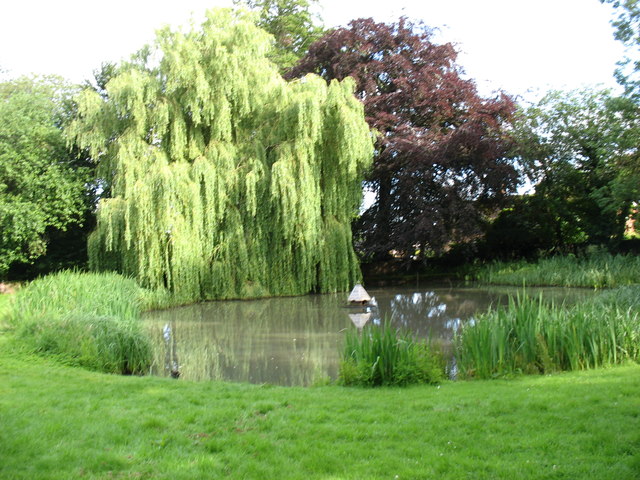 Willow Tree in full bloom